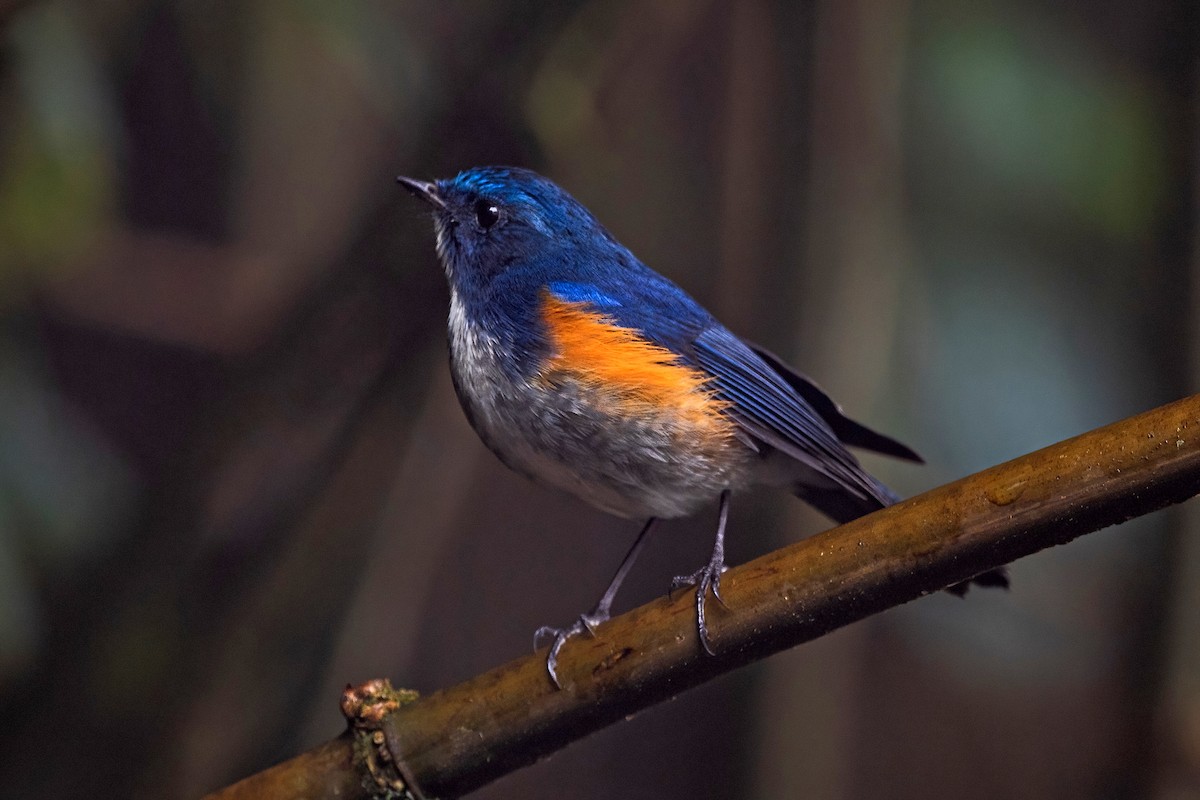 ヒマラヤルリビタキ - ML647954194