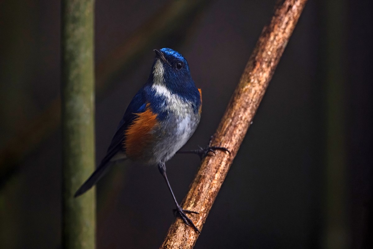 ヒマラヤルリビタキ - ML647954195