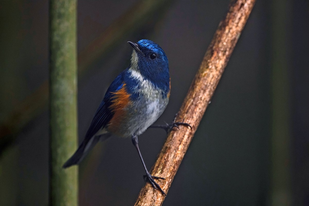 ヒマラヤルリビタキ - ML647954196