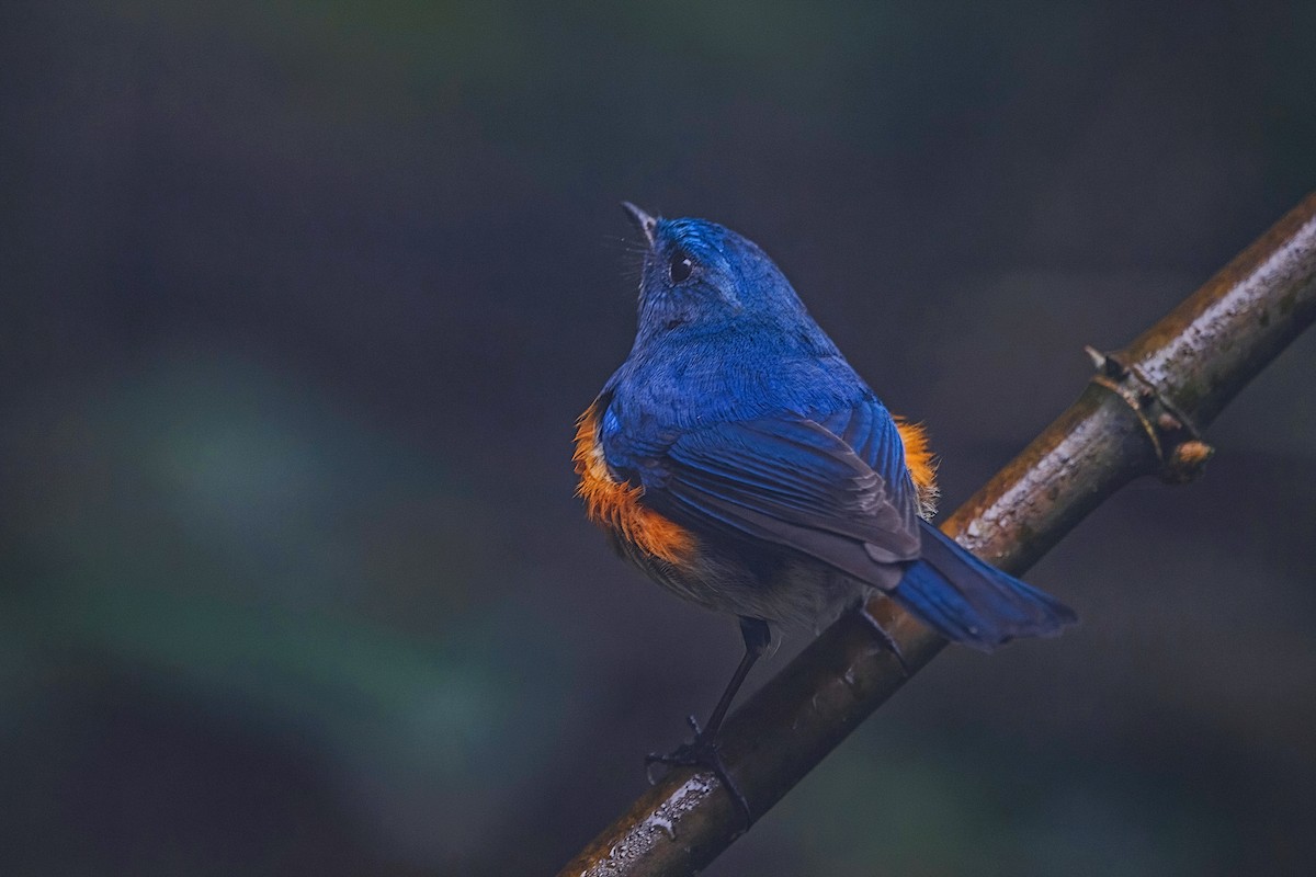 ヒマラヤルリビタキ - ML647954197