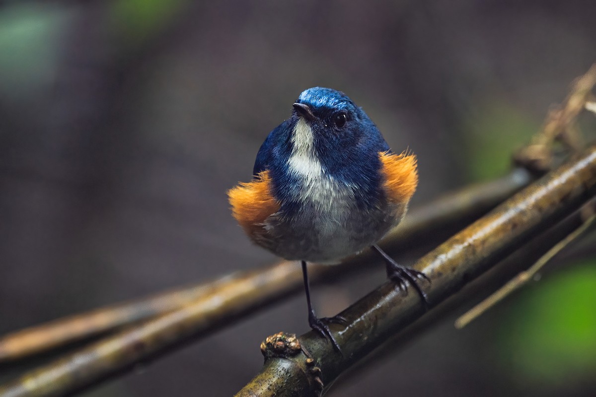 ヒマラヤルリビタキ - ML647954198