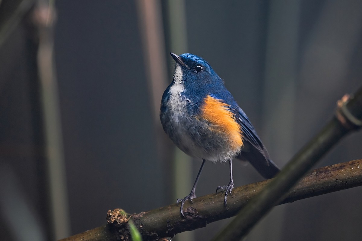 ヒマラヤルリビタキ - ML647954199