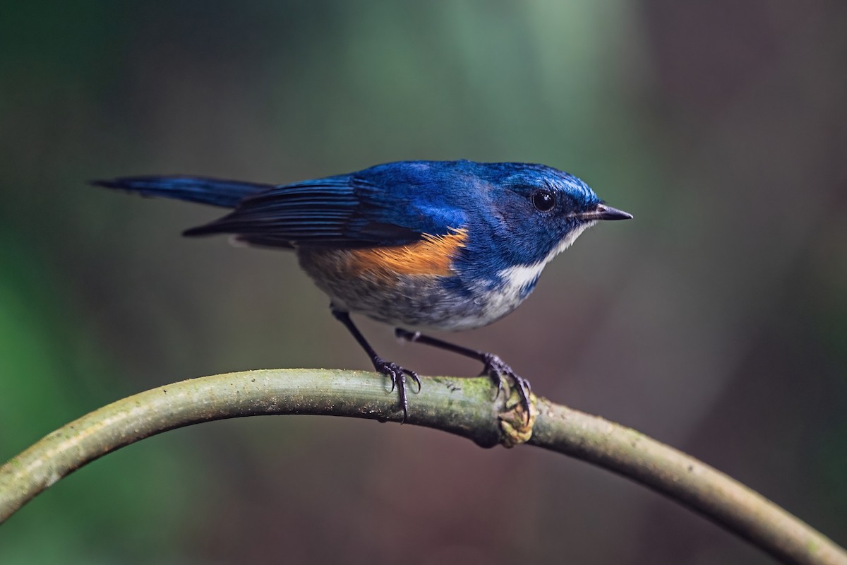 ヒマラヤルリビタキ - ML647954201