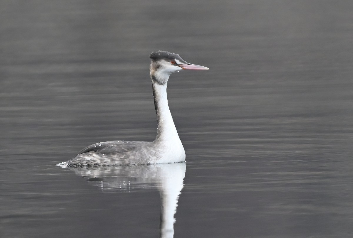 冠鸊鷉 - ML647954318