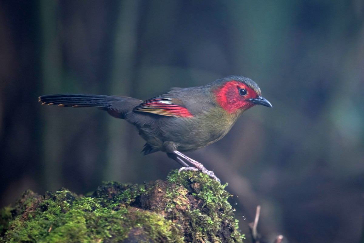 ヒガオヤブドリ - ML647954648