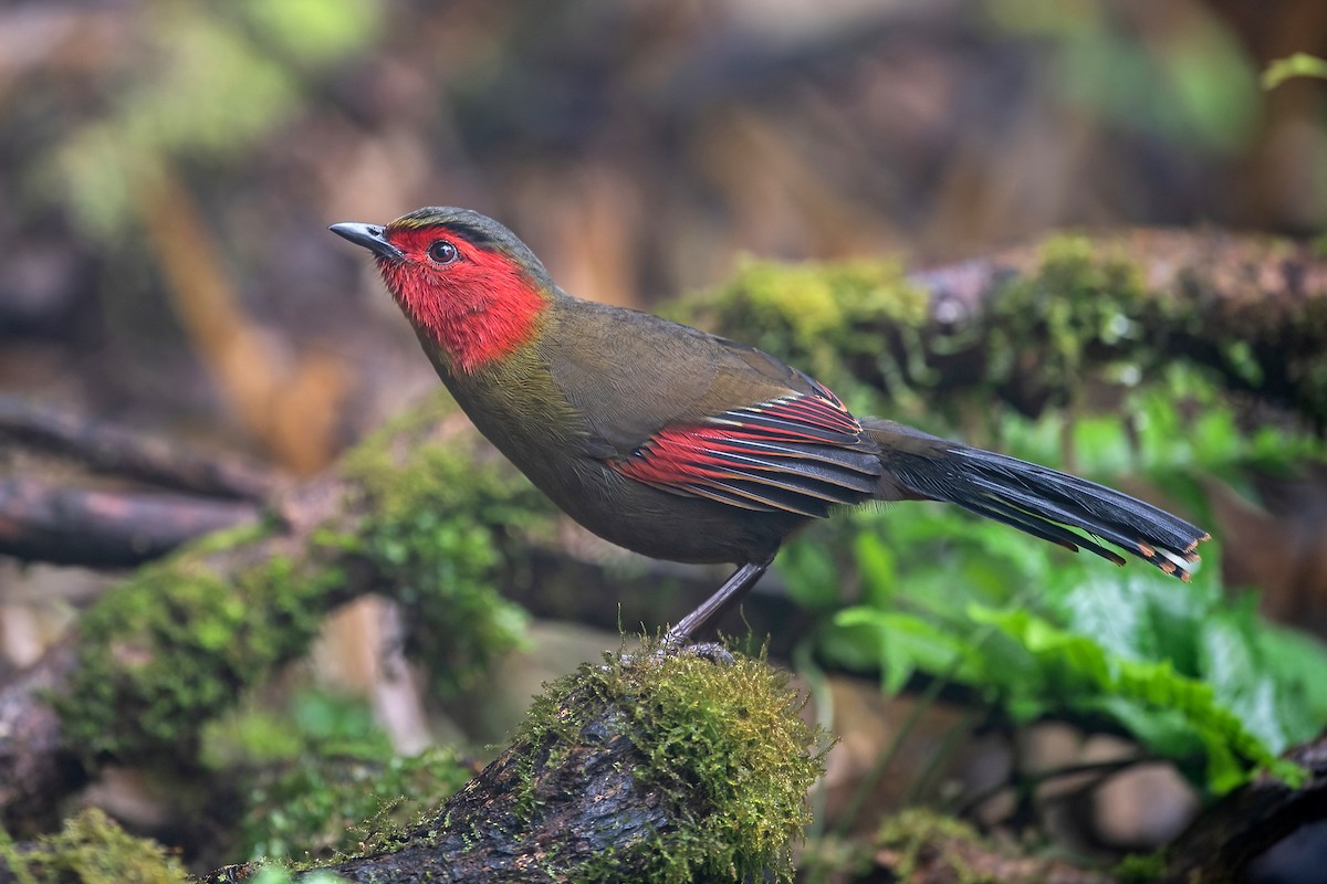 ヒガオヤブドリ - ML647954649