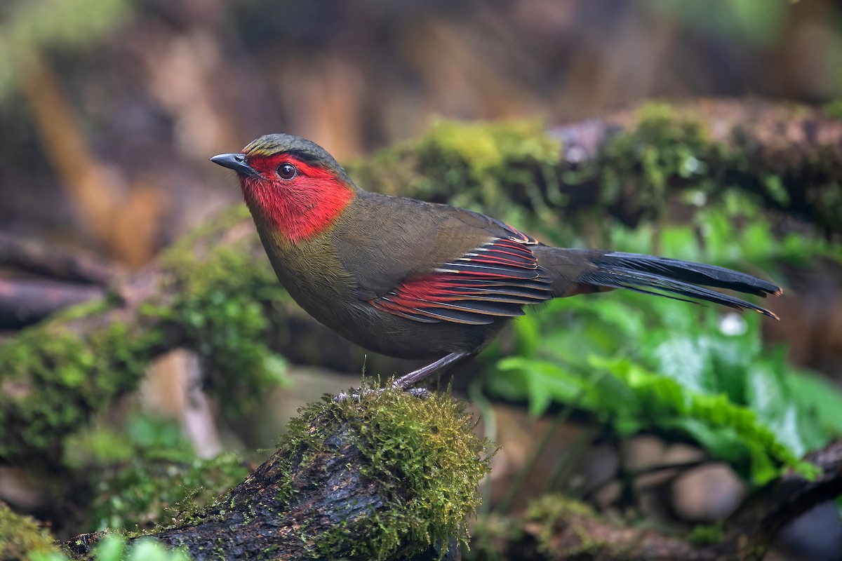 ヒガオヤブドリ - ML647954650