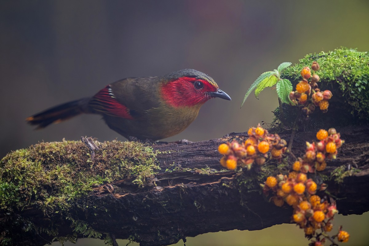 ヒガオヤブドリ - ML647954651