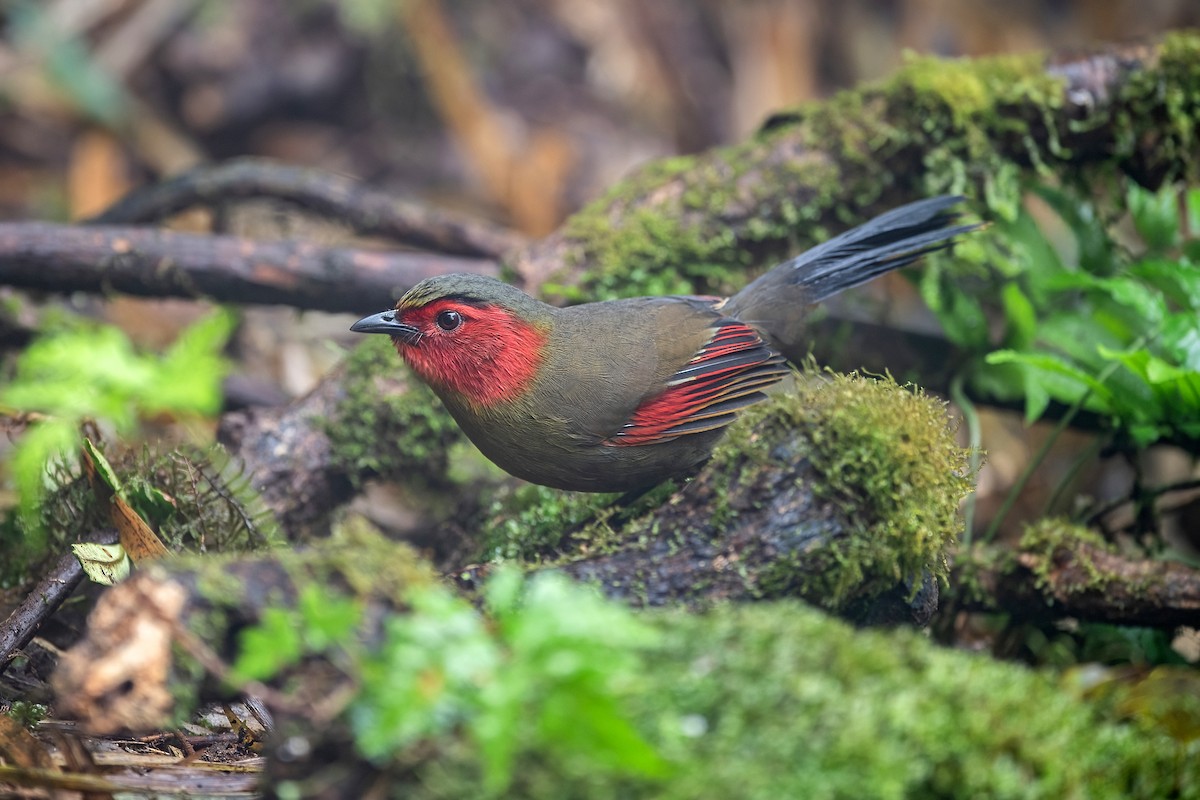 ヒガオヤブドリ - ML647954652