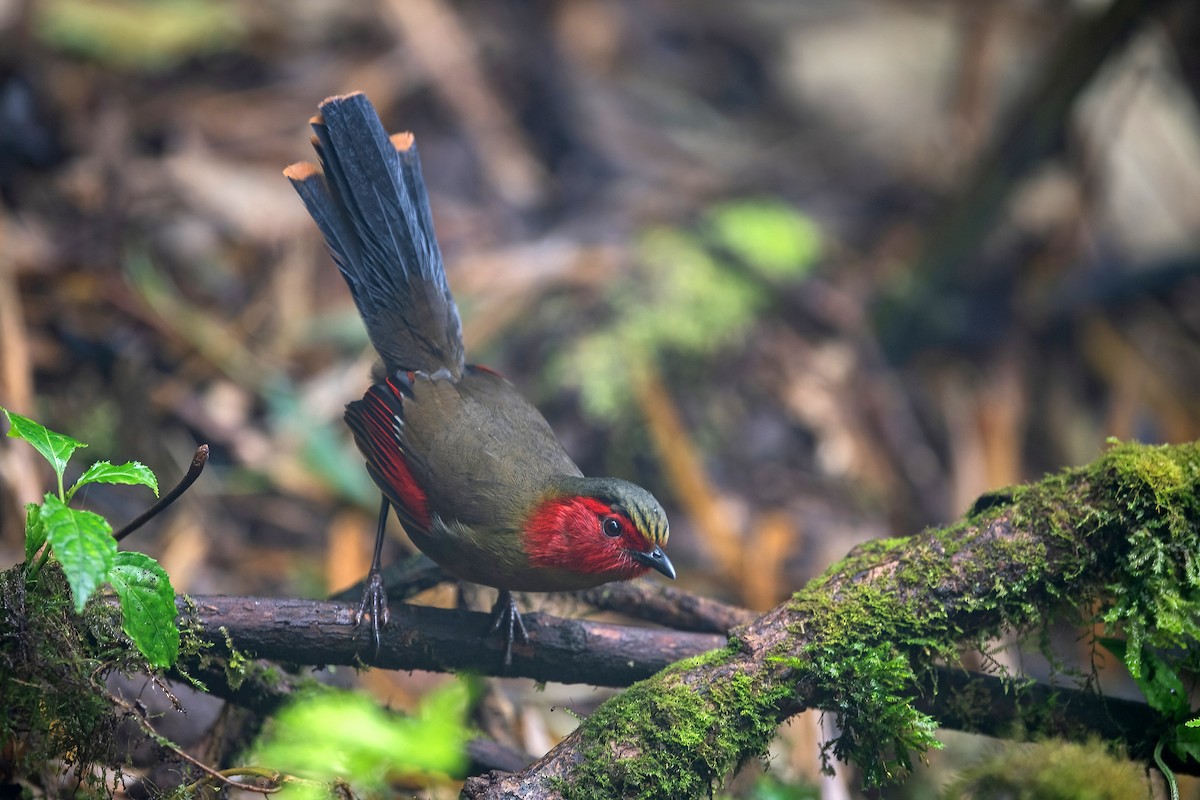 ヒガオヤブドリ - ML647954653