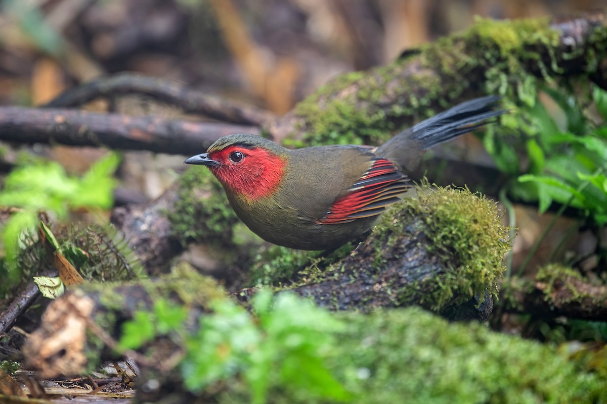 ヒガオヤブドリ - ML647954654