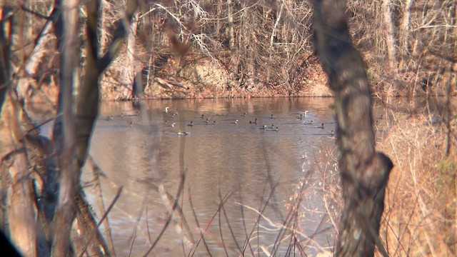 Cormoran à aigrettes - ML647954709