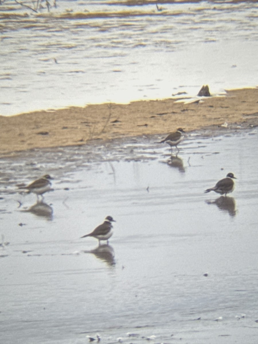 Пісочник крикливий - ML647955161