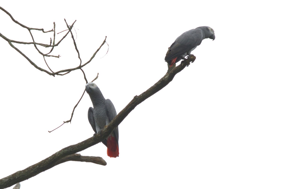 Gray Parrot (Gray) - ML647955319