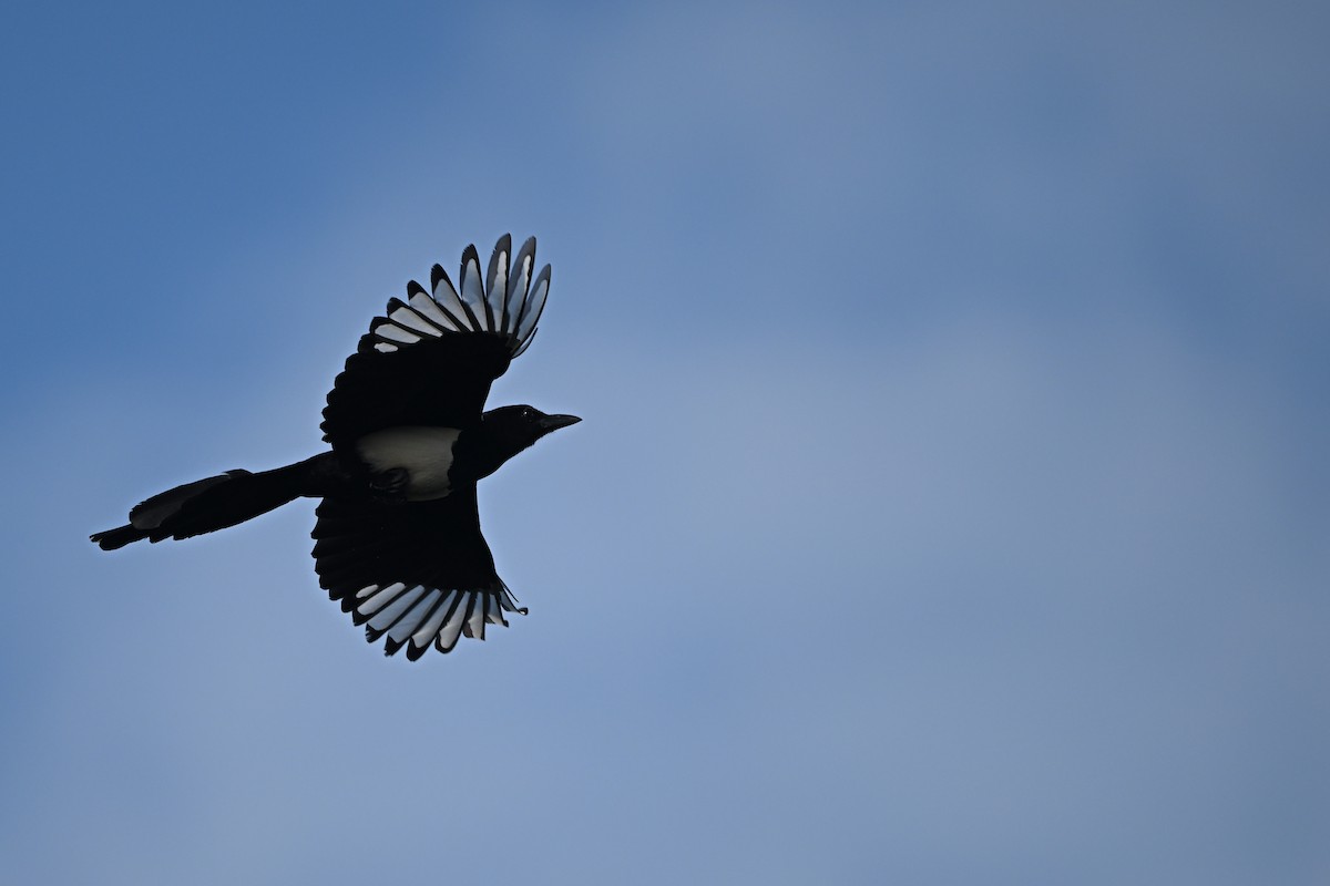 Oriental Magpie - ML647955973