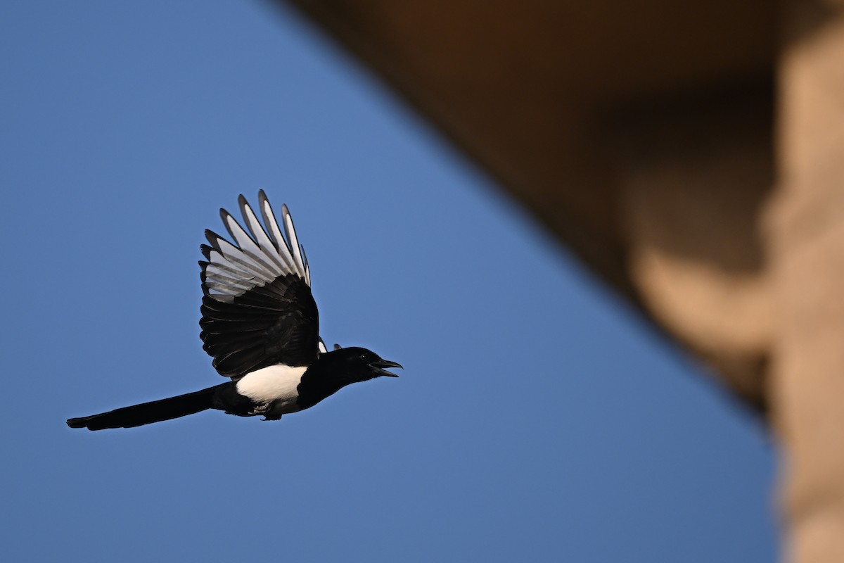 Oriental Magpie - ML647955975