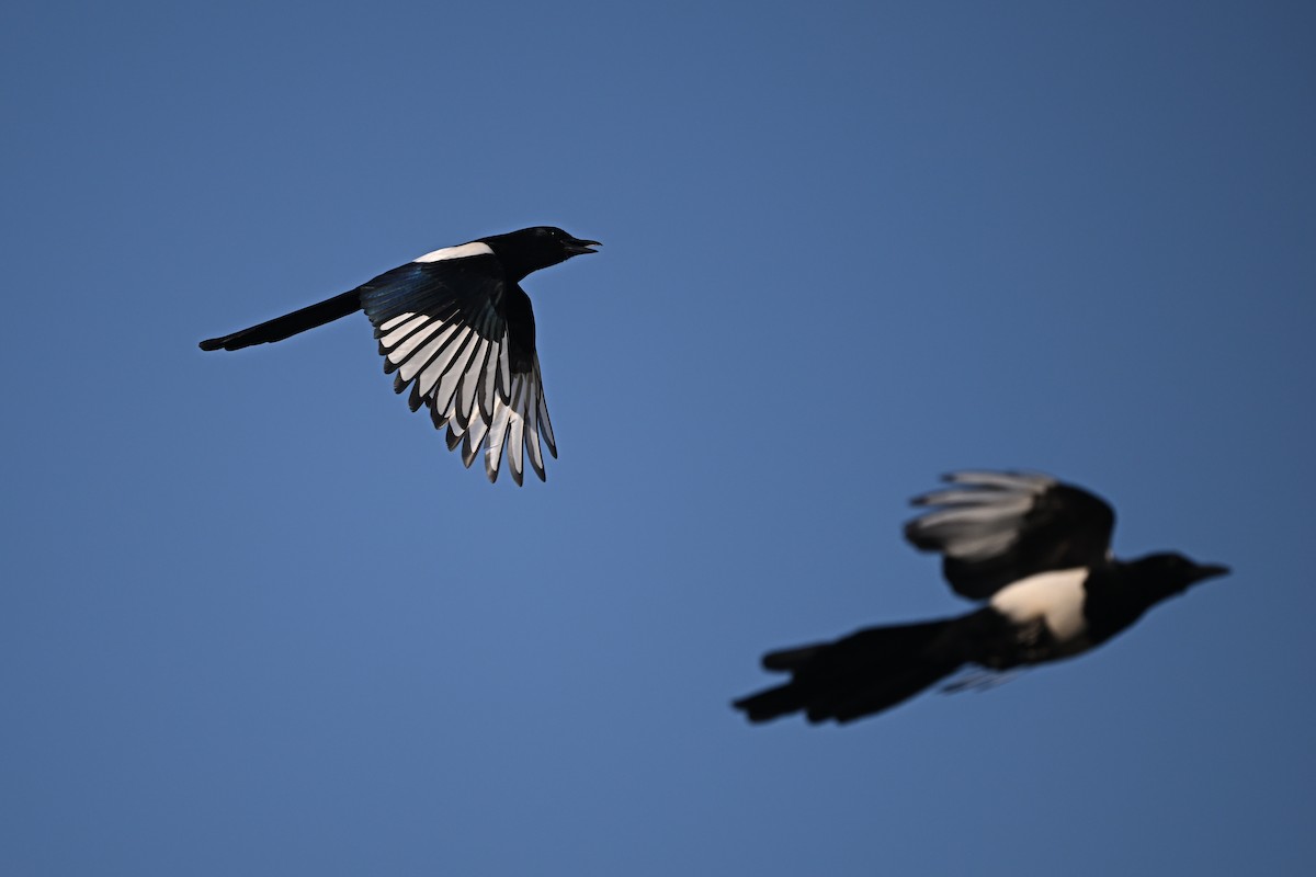 Oriental Magpie - ML647955976