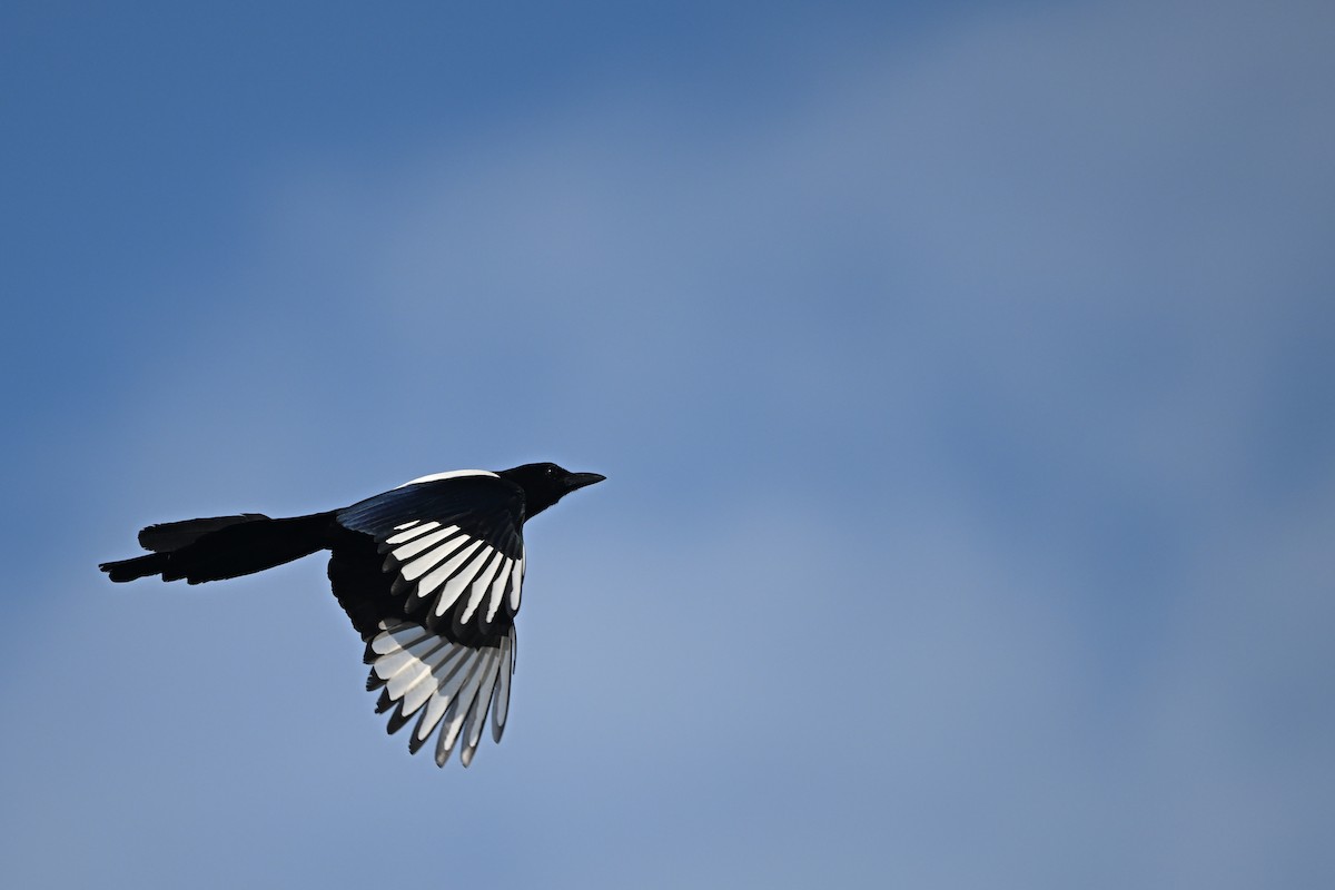 Oriental Magpie - ML647955977