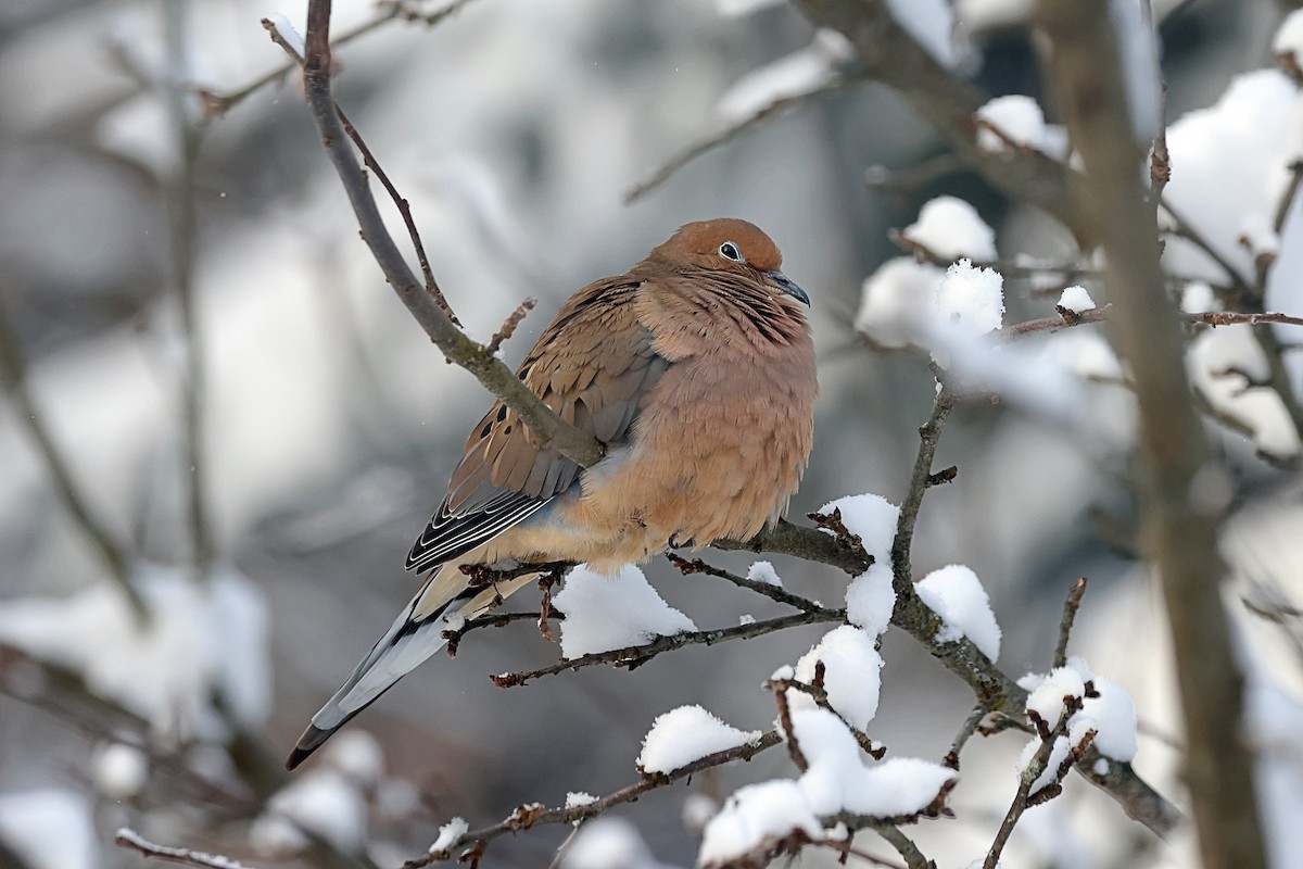 Mourning Dove - ML647956010