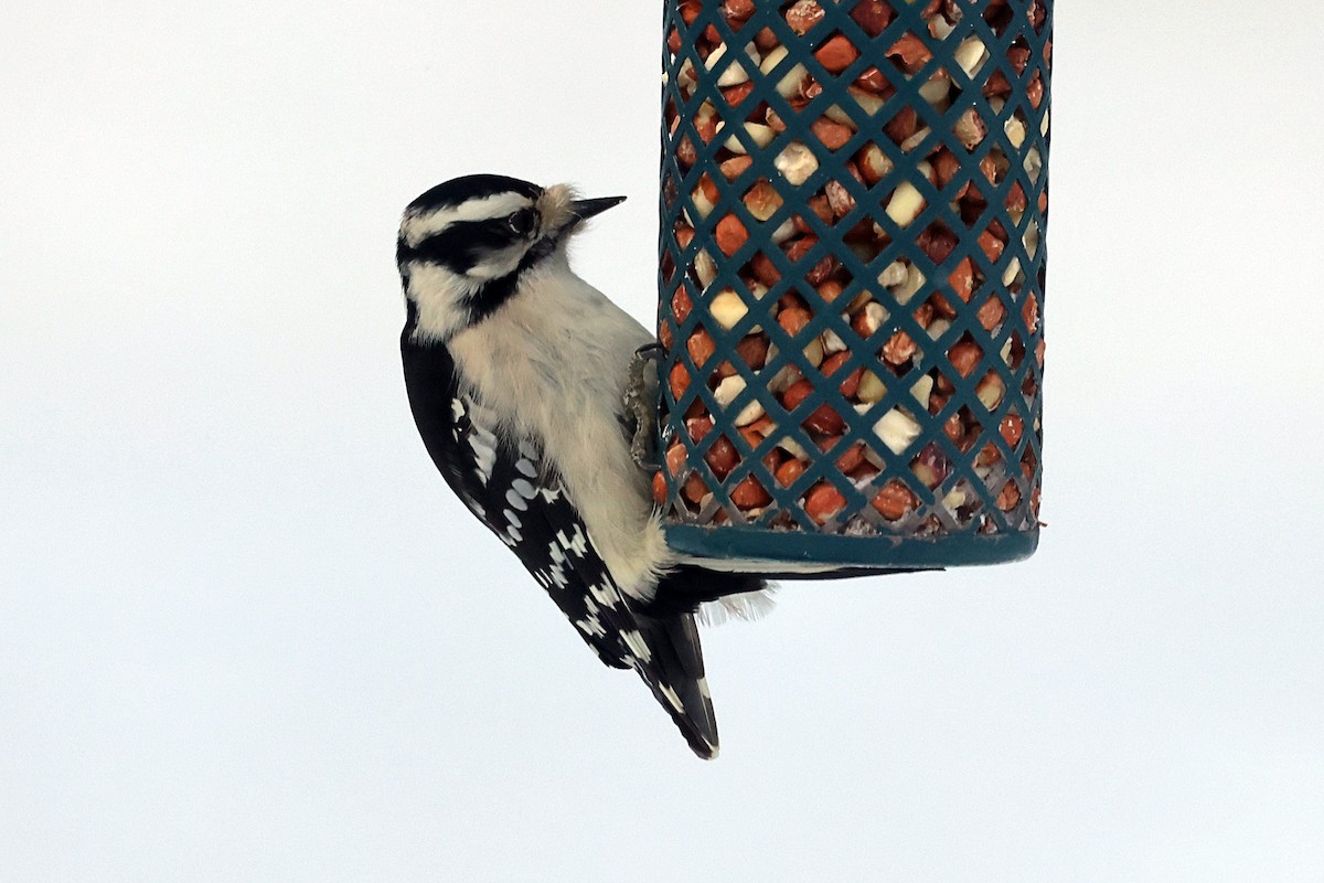 Downy Woodpecker - ML647956017