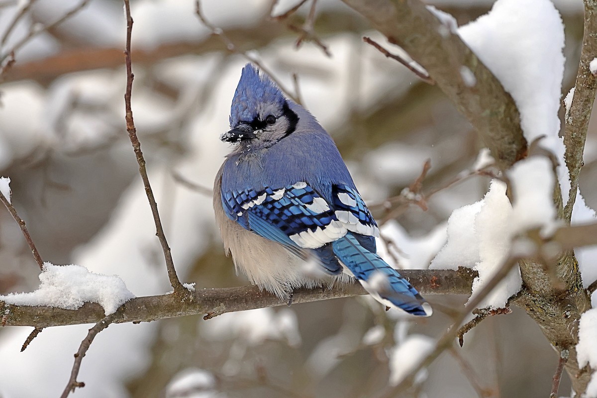 Blue Jay - ML647956023