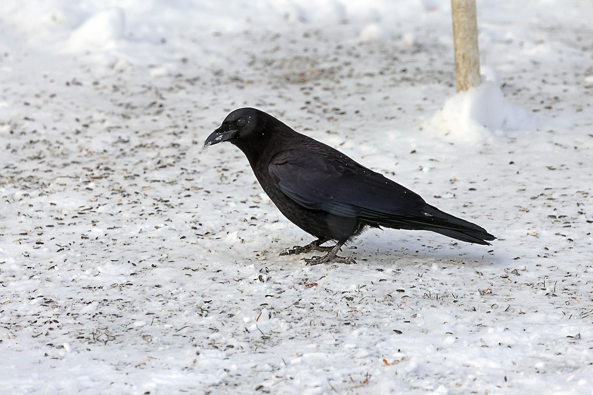 American Crow - ML647956034