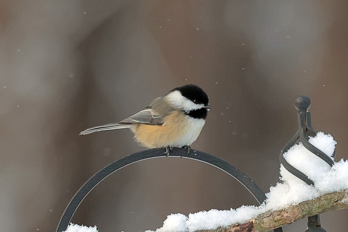 Black-capped Chickadee - ML647956041