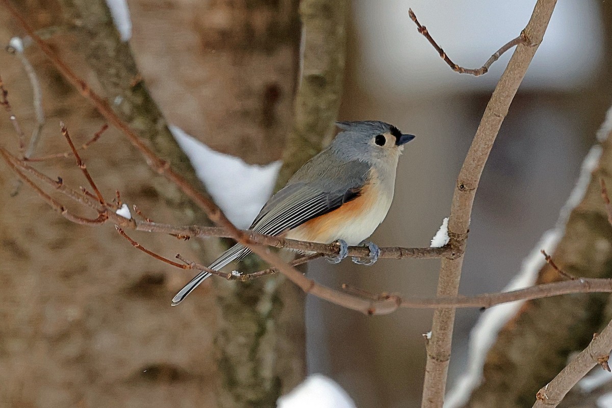 Tufted Titmouse - ML647956047