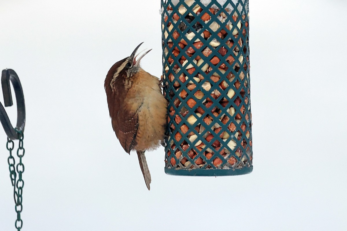 Carolina Wren - ML647956059