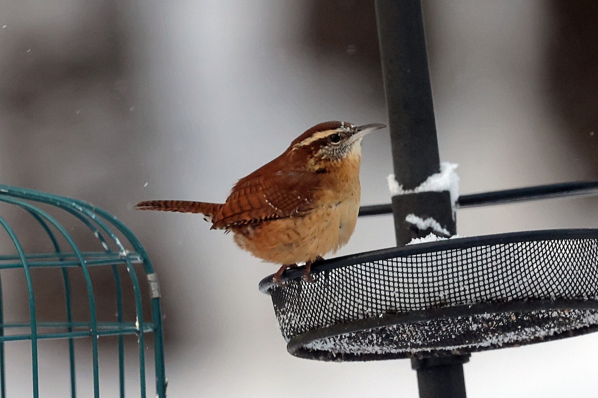 Carolina Wren - ML647956060