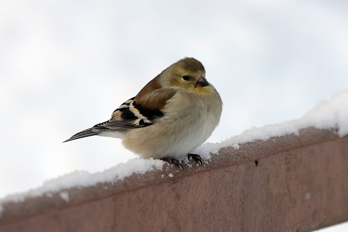 American Goldfinch - ML647956084