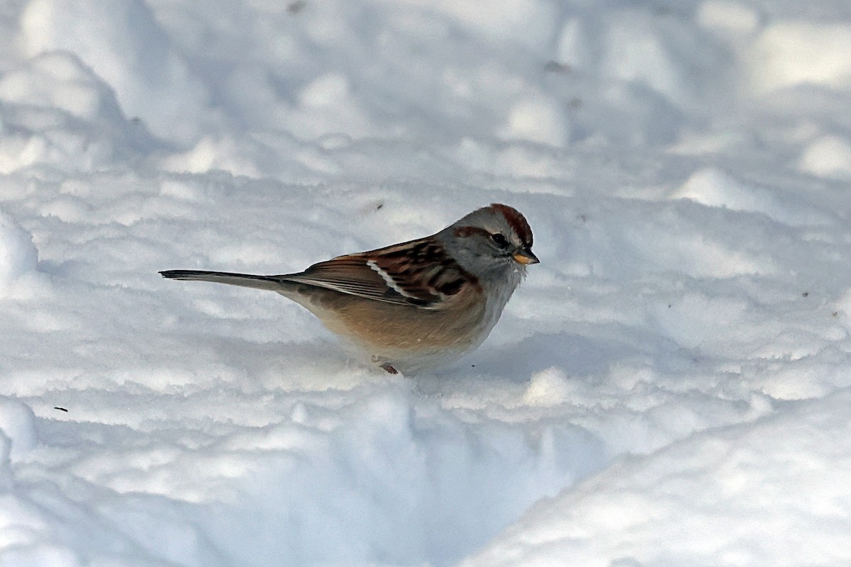 American Tree Sparrow - ML647956092