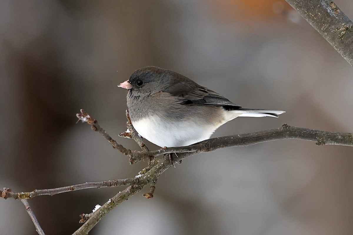 Dark-eyed Junco - ML647956099