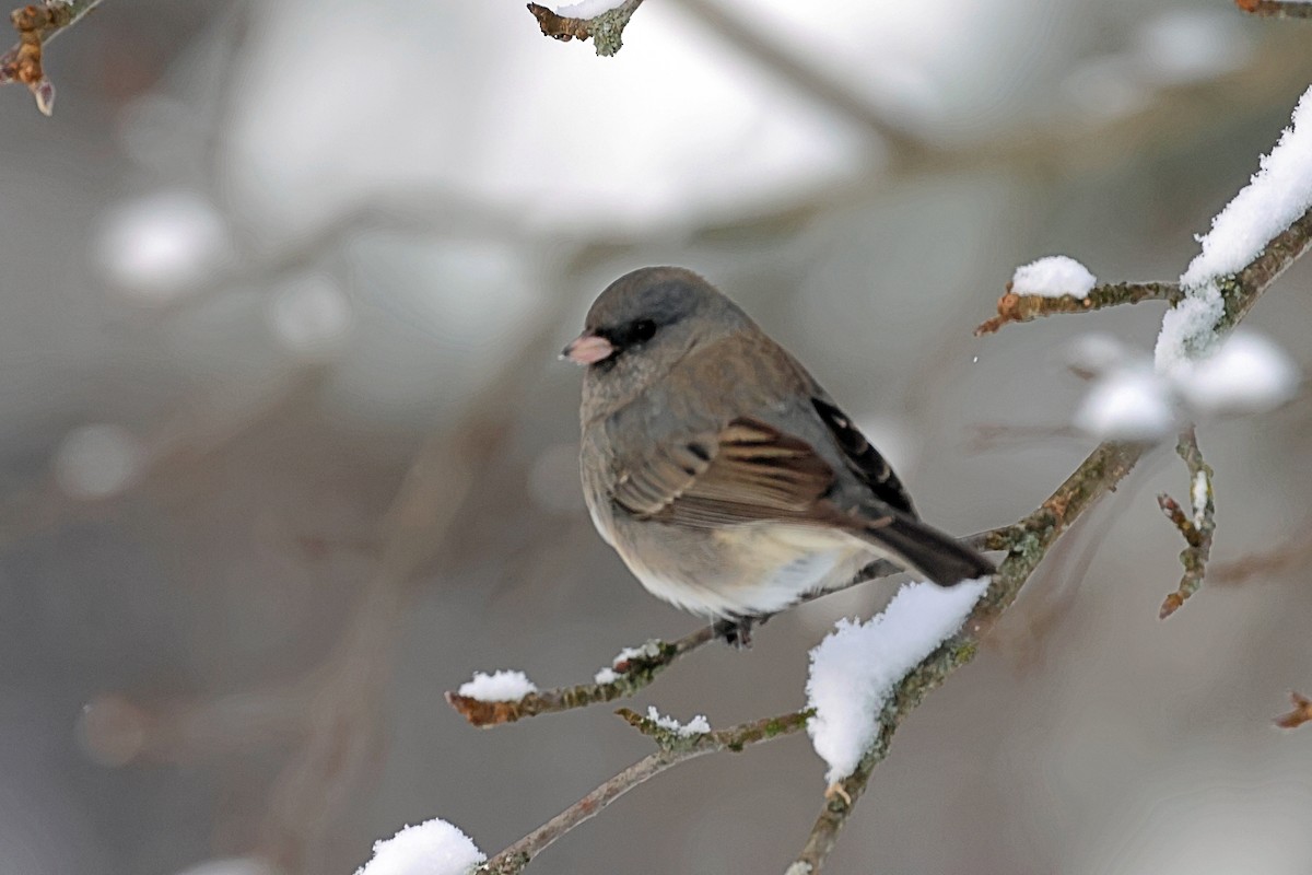 Dark-eyed Junco - ML647956100