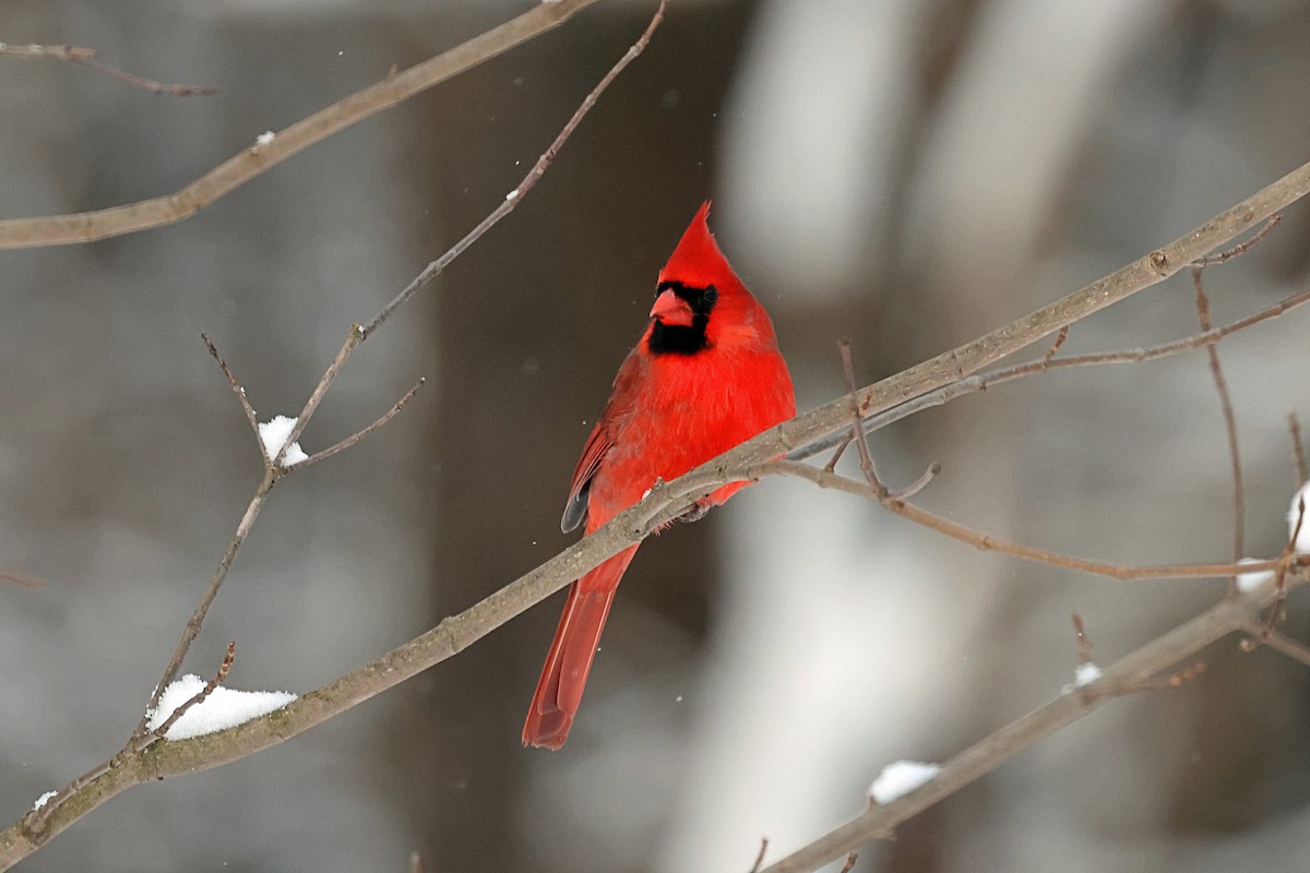 Northern Cardinal - ML647956111