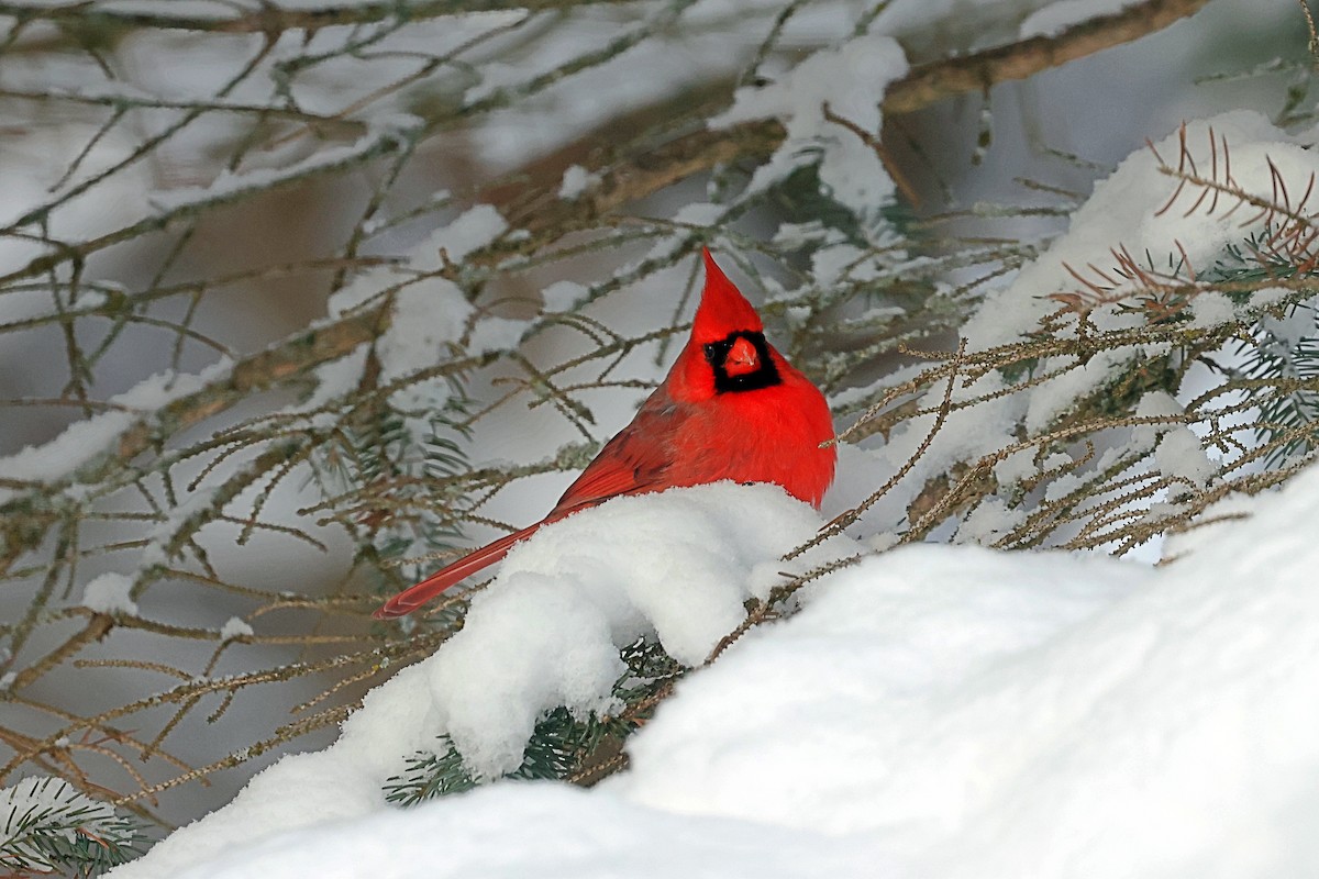 Northern Cardinal - ML647956112