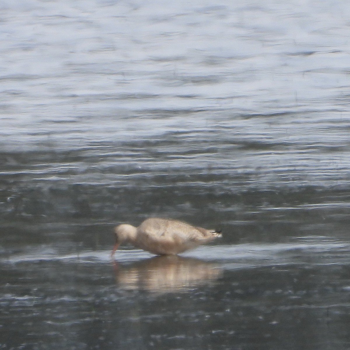Marbled Godwit - ML647956142
