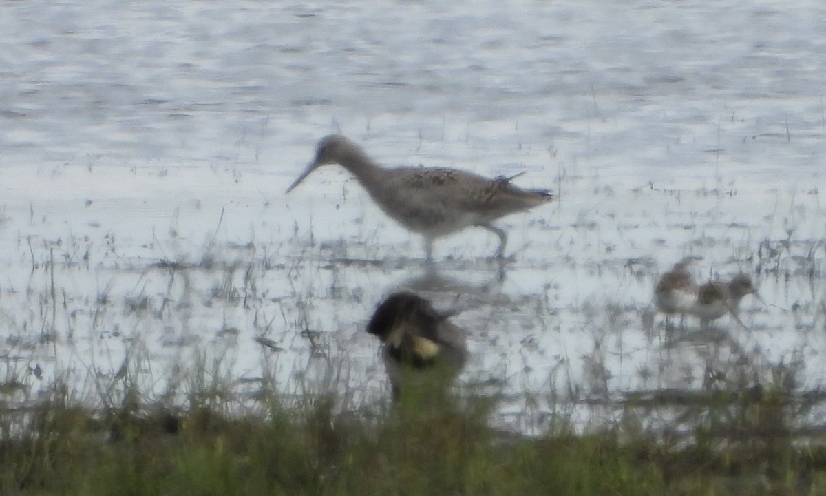 Willet - ML647956143