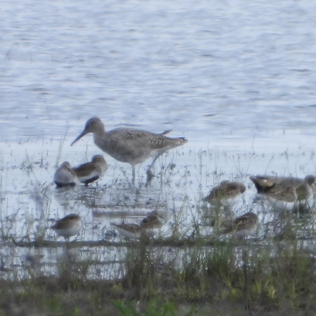 Willet - ML647956150