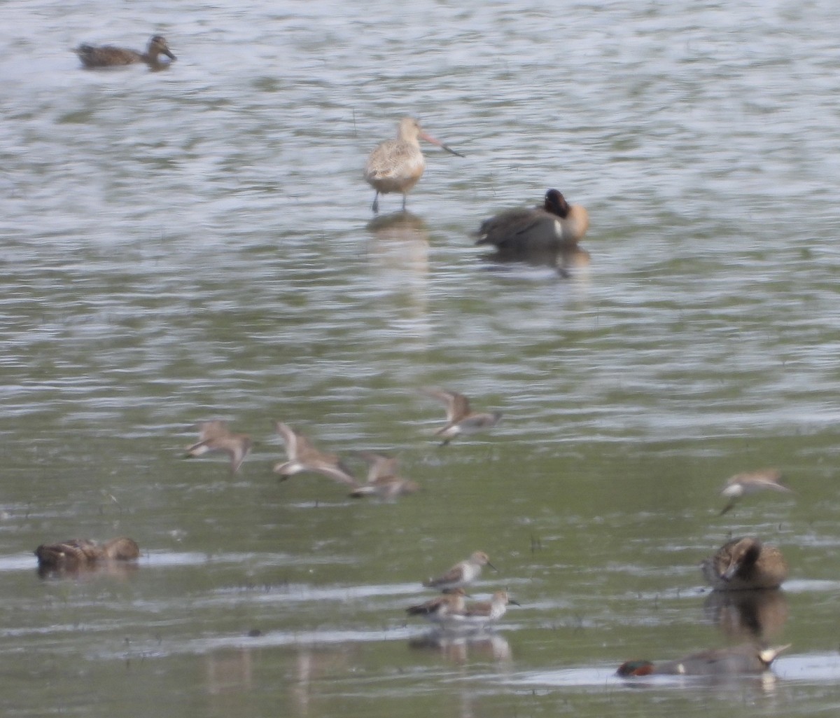Marbled Godwit - ML647956157
