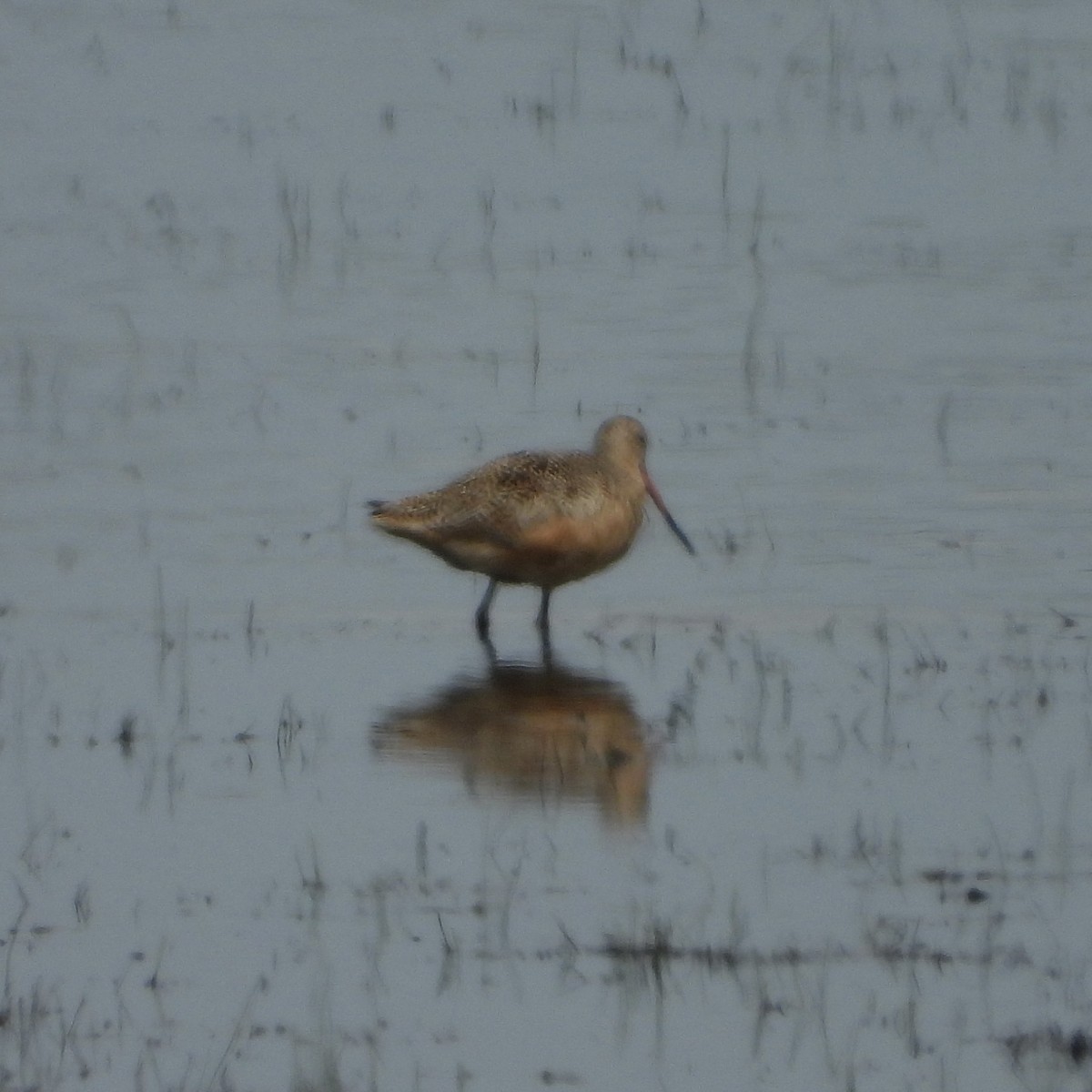 Marbled Godwit - ML647956165