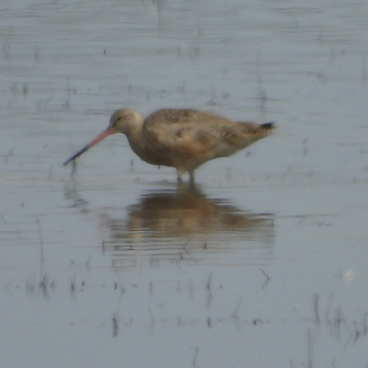 Marbled Godwit - ML647956167