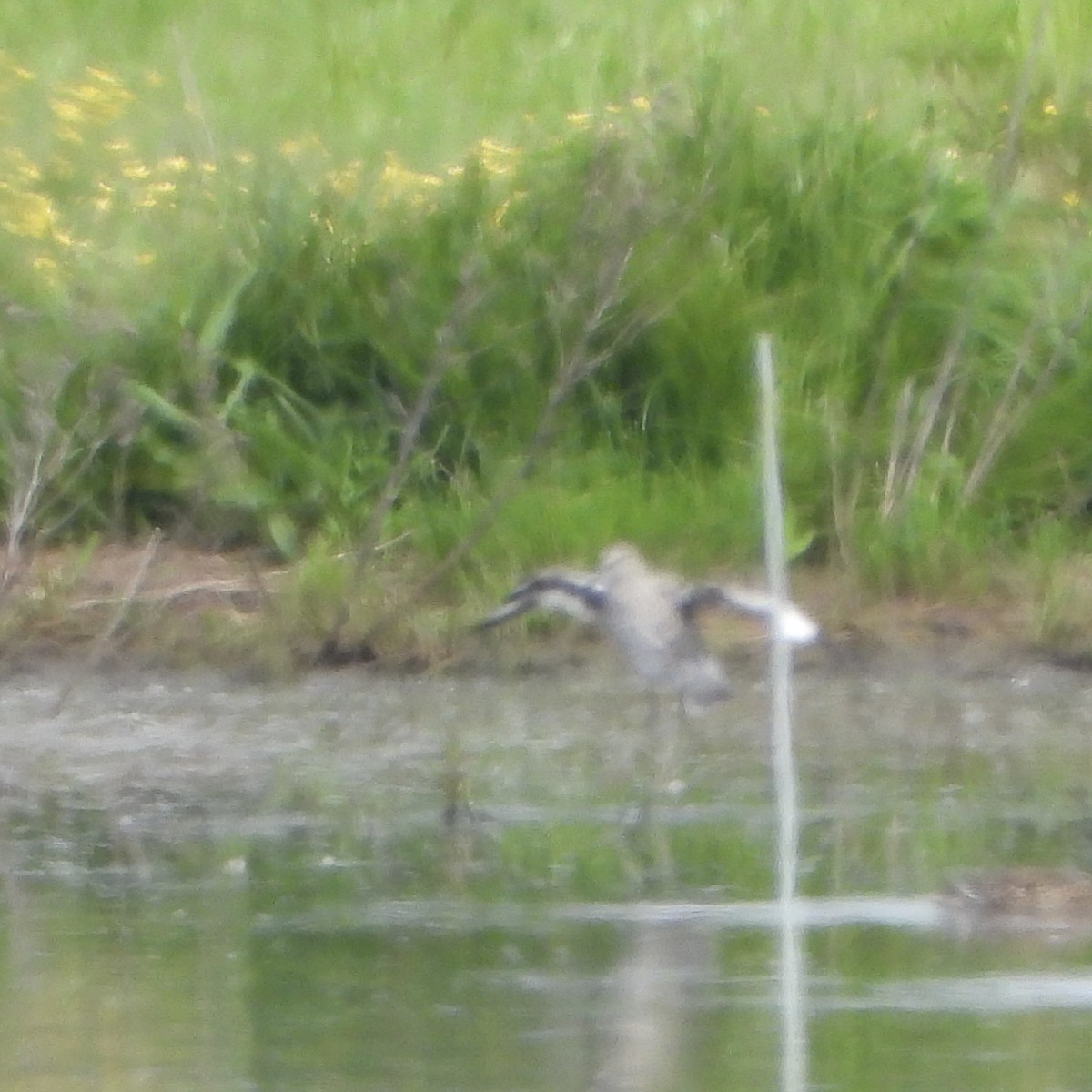 Willet - ML647956173