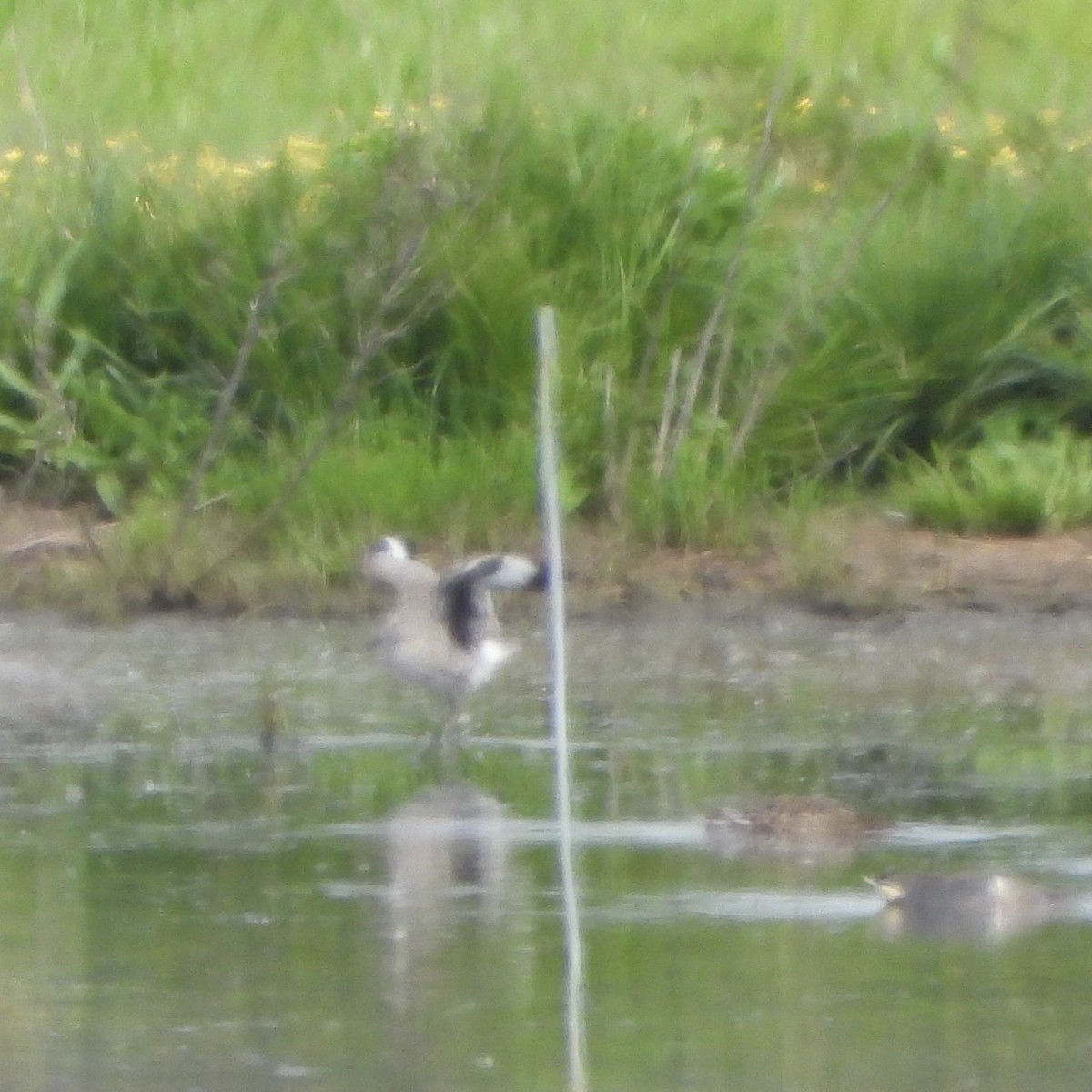 Willet - ML647956180