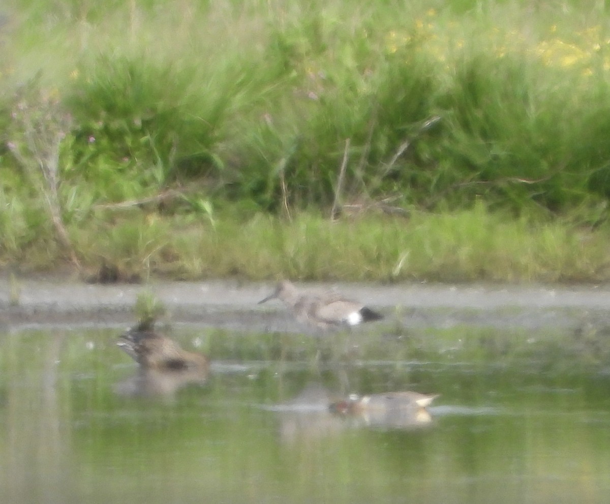 Willet - ML647956184