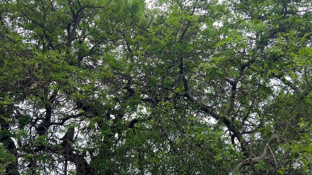 Zuhaixka-txolarre bekainzuria - ML647956220