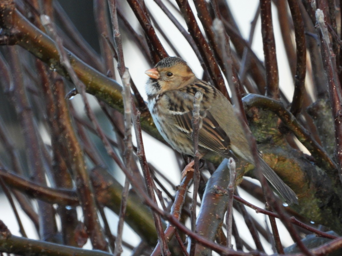 Harris's Sparrow - ML647956359