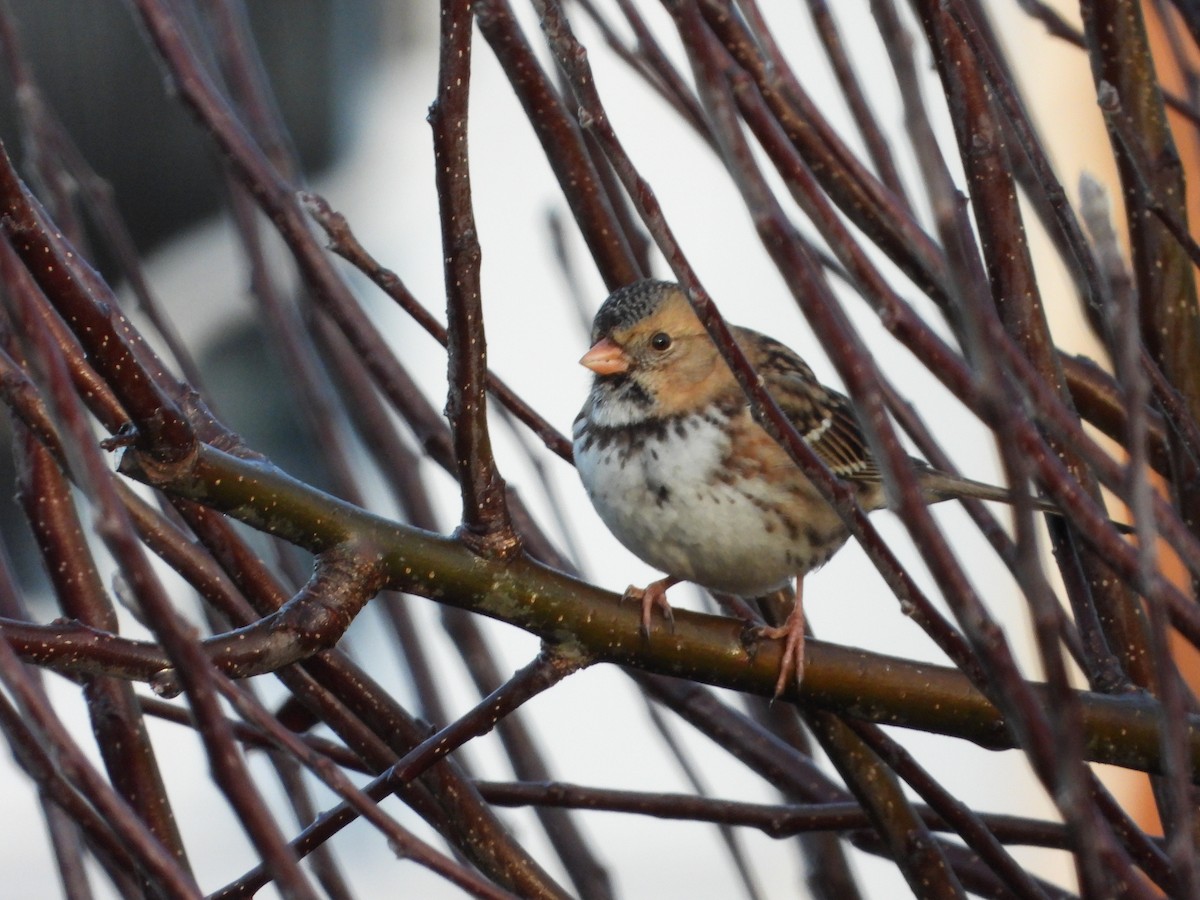 Harris's Sparrow - ML647956363