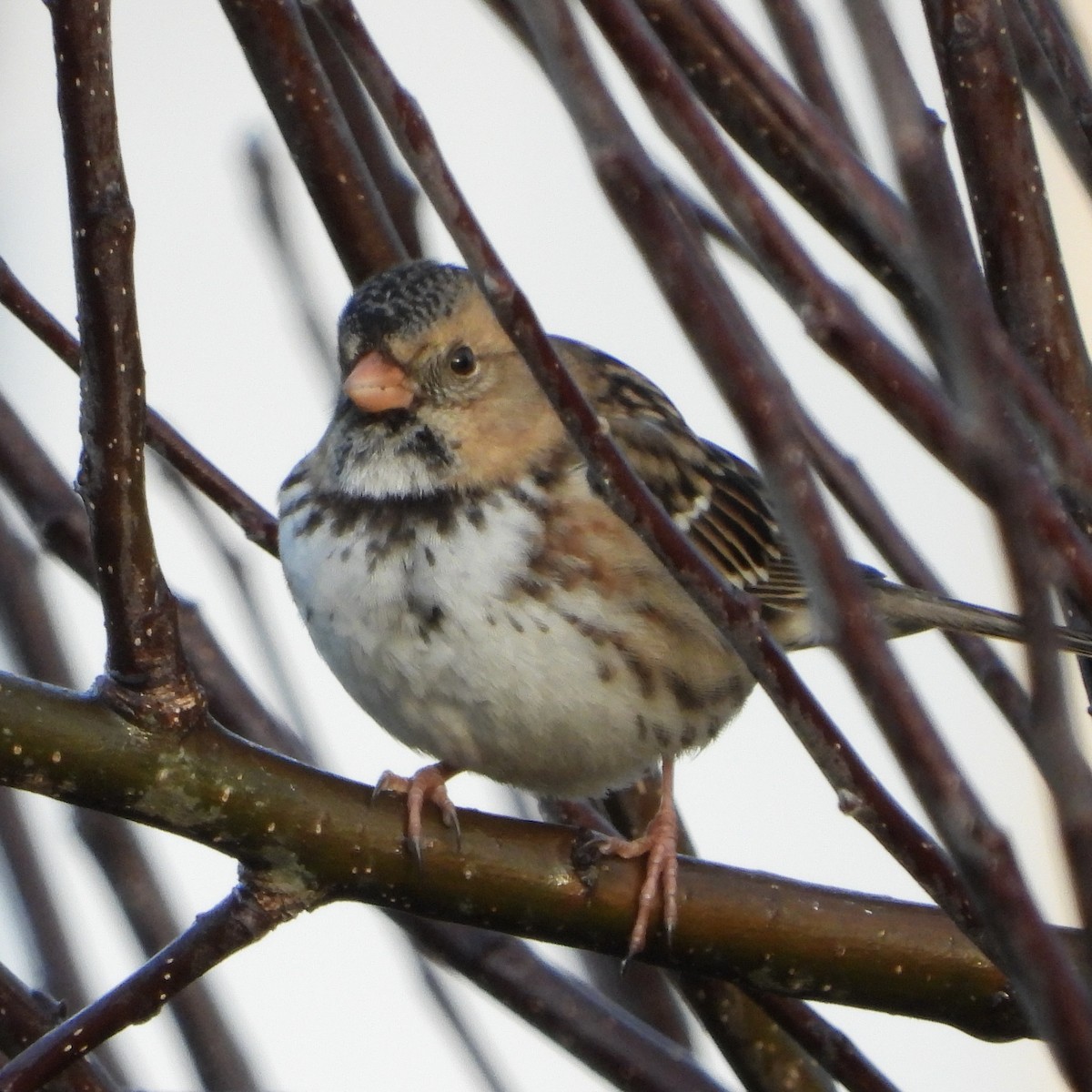 Harris's Sparrow - ML647956374
