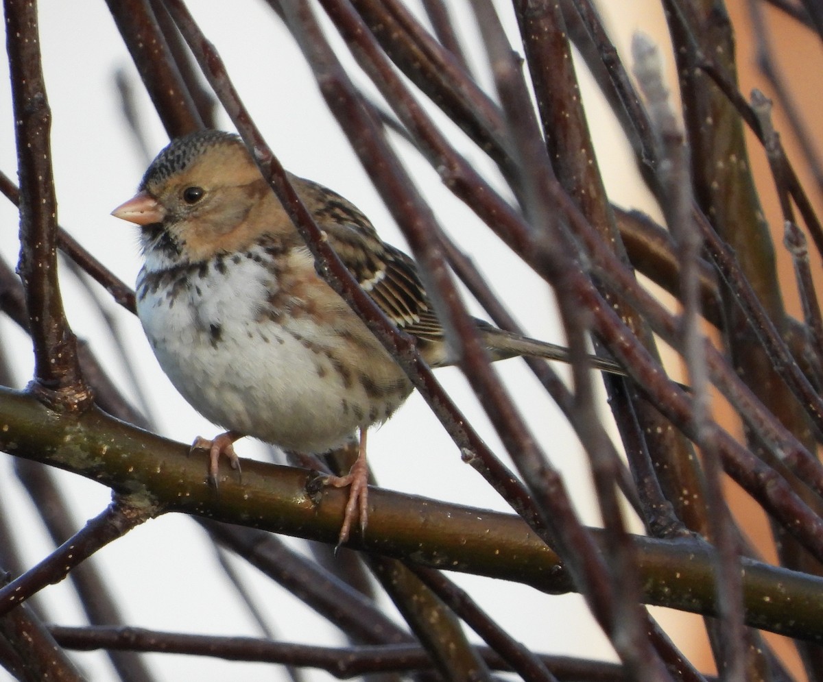 Harris's Sparrow - ML647956386
